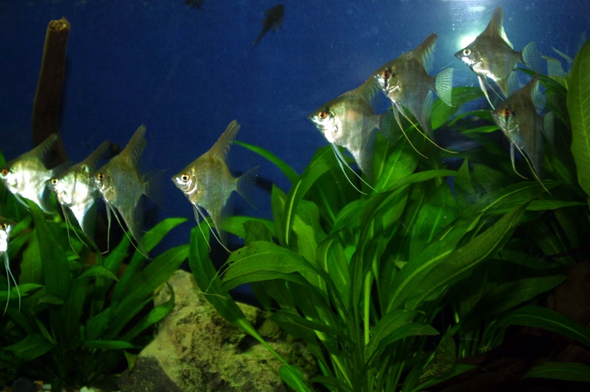 fish tanks