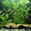 bigstock_Tropical_Freshwater_Aquarium_33087 bigstock_Tropical_Freshwater_Aquarium_33087